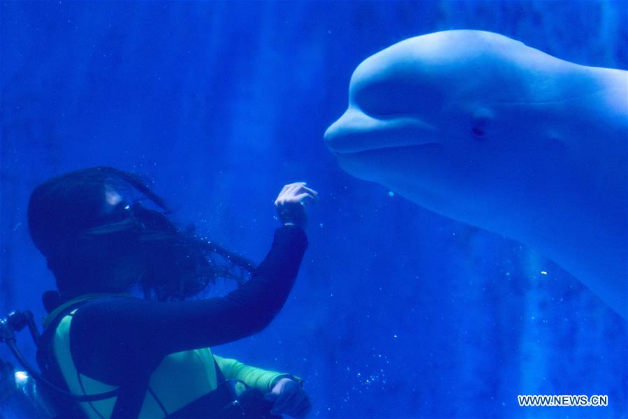 CHINA-HARBIN-POLARLAND-BELUGA-TRAINER (CN)