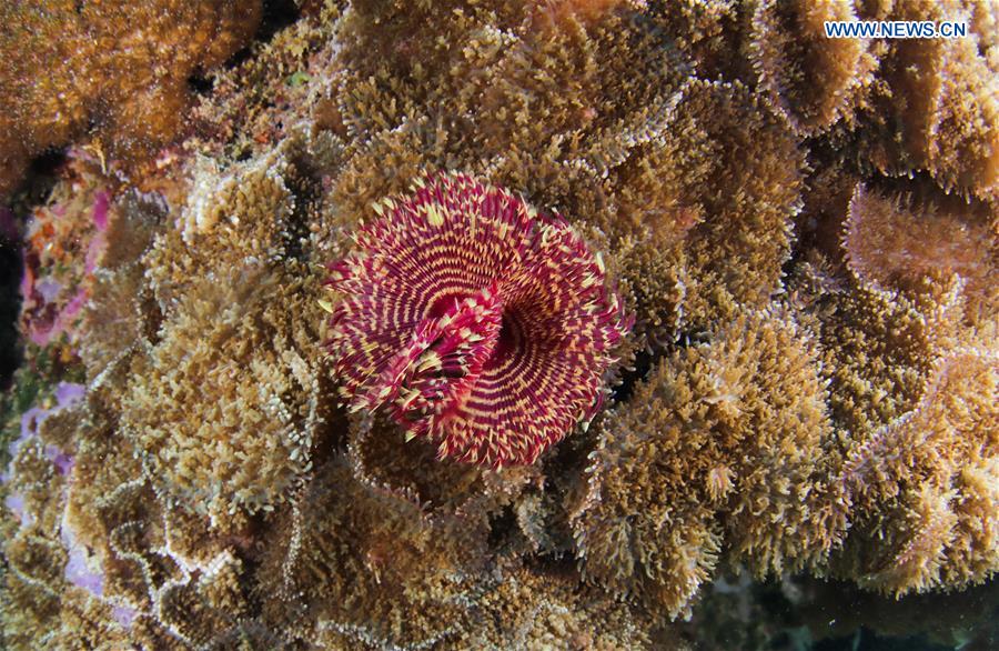 CHINA-HAINAN-LINGSHUI-CORAL REEF (CN)