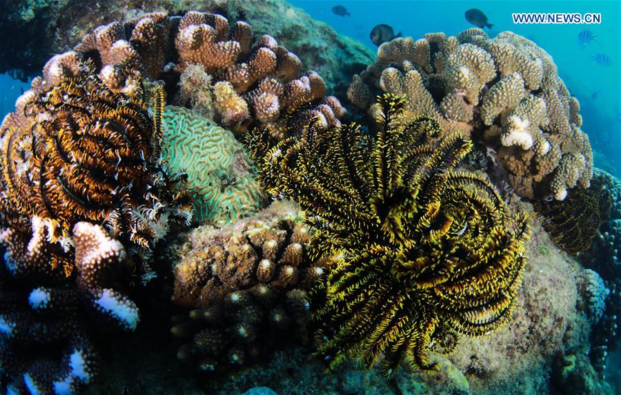 CHINA-HAINAN-LINGSHUI-CORAL REEF (CN)