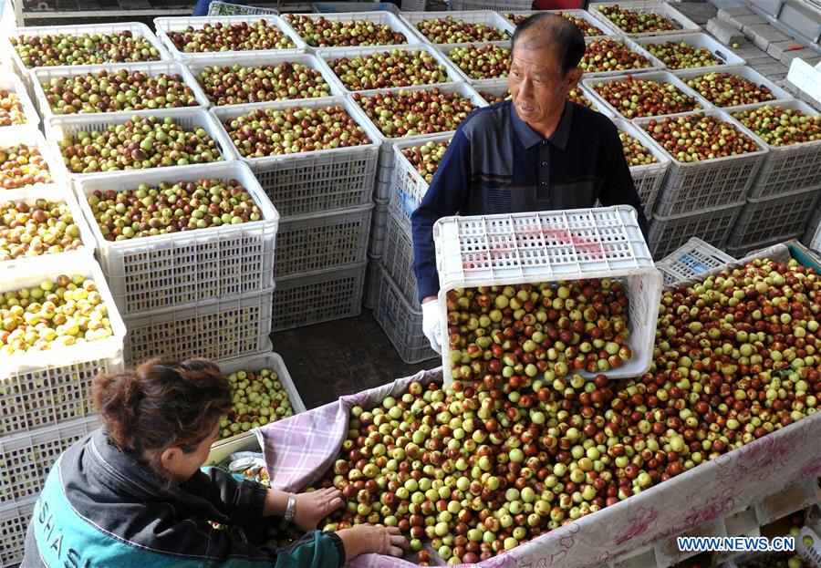 CHINA-HEBEI-HUANGHUA-JUJUBE-HARVEST (CN)