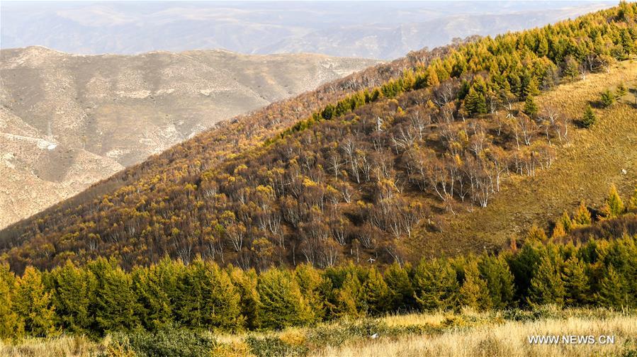 CHINA-INNER MONGOLIA-HOHHOT-AUTUMN SCENERY (CN)