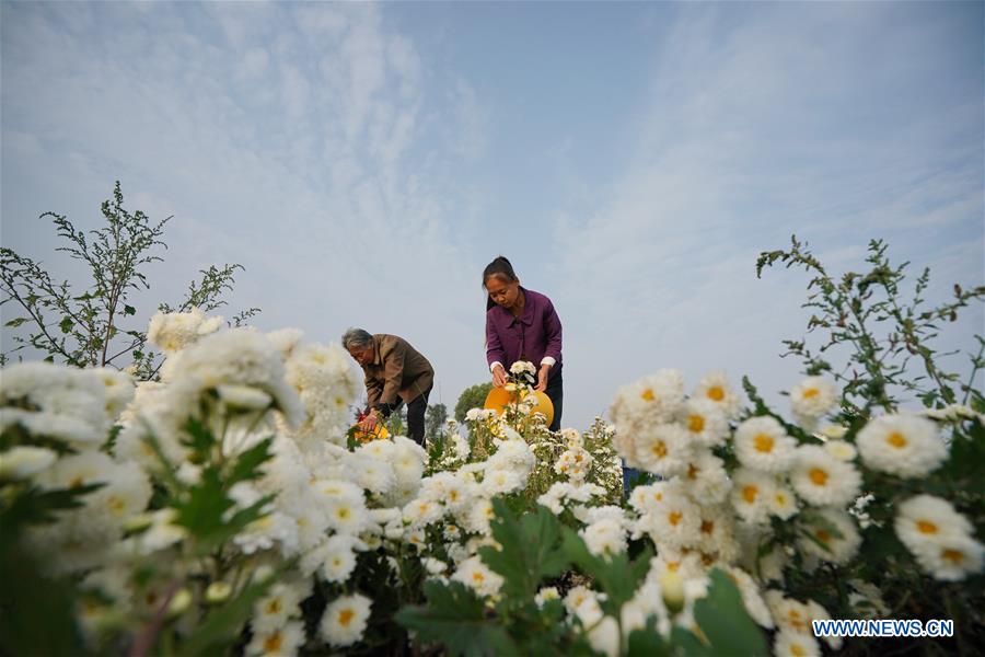 CHINA-HEBEI-CHRYSANTHEMUM PLANTING (CN)