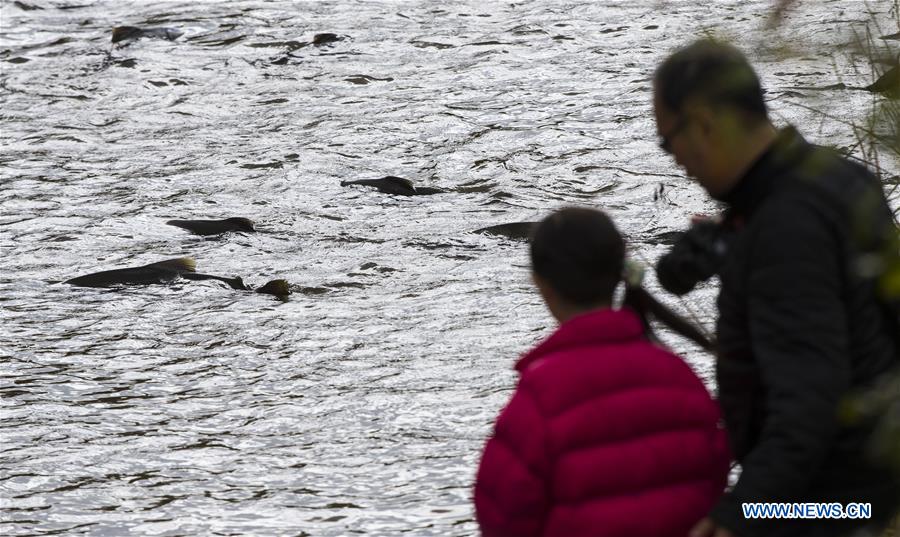 CANADA-ONTARIO-PORT HOPE-SALMON MIGRATION