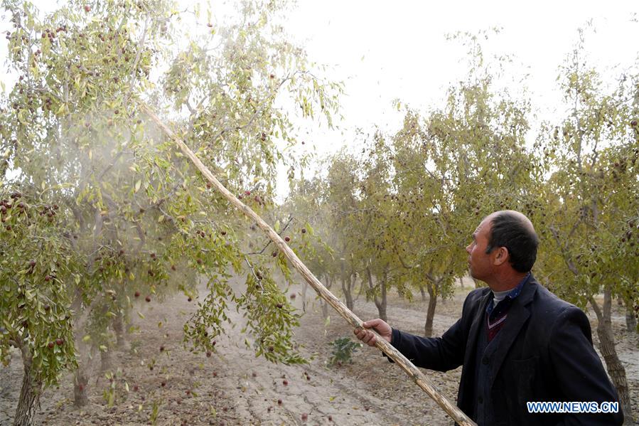 CHINA-XINJIANG-RED DATE-HARVEST (CN)