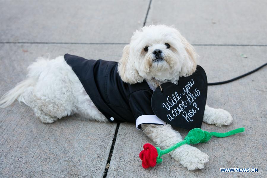 U.S.-DALLAS-DOG FESTIVAL