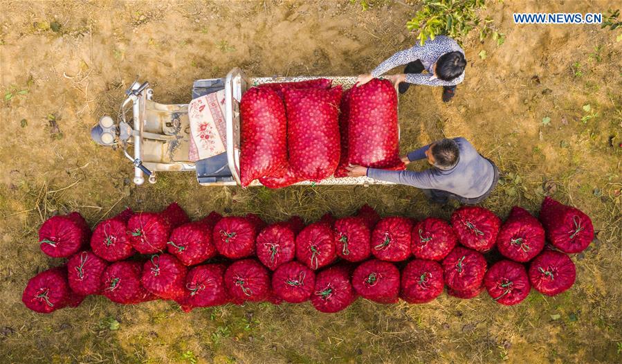 CHINA-HEBEI-HAWTHORN FRUITS-HARVEST (CN)