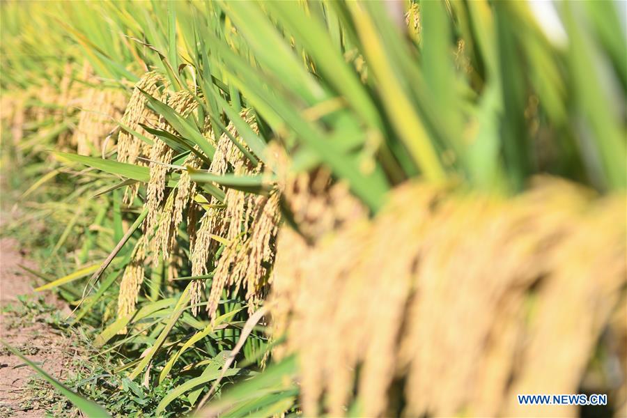 (Eyesonsci)CHINA-HUNAN-THIRD-GENERATION-HYBRID RICE (CN)