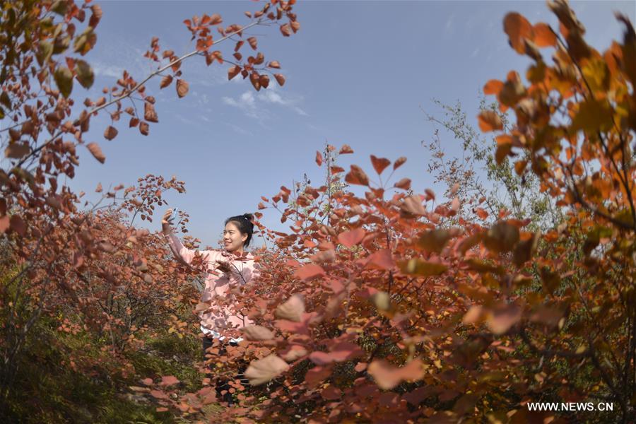 CHINA-HEBEI-SHAHE-AUTUMN SCENERY(CN)