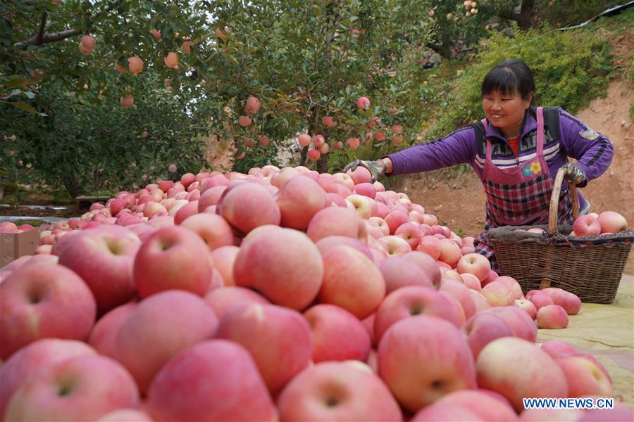 CHINA-HEBEI-APPLE-HARVEST (CN)