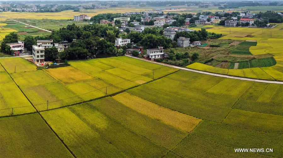 CHINA-GUANGXI-RICE FIELDS (CN)