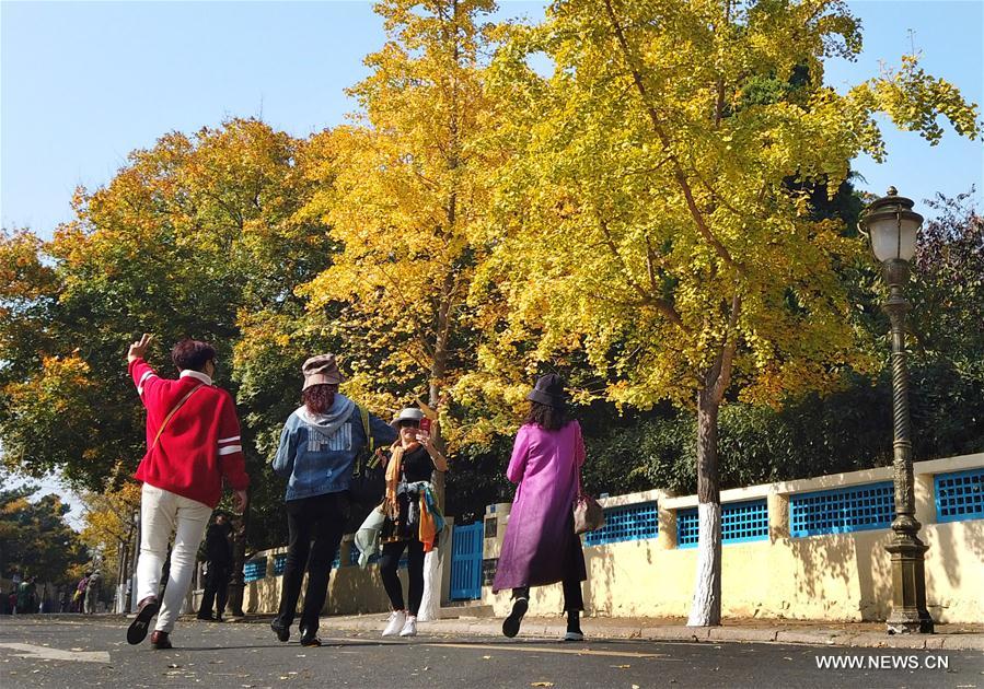 CHINA-SHANDONG-QINGDAO-AUTUMN SCENERY (CN)