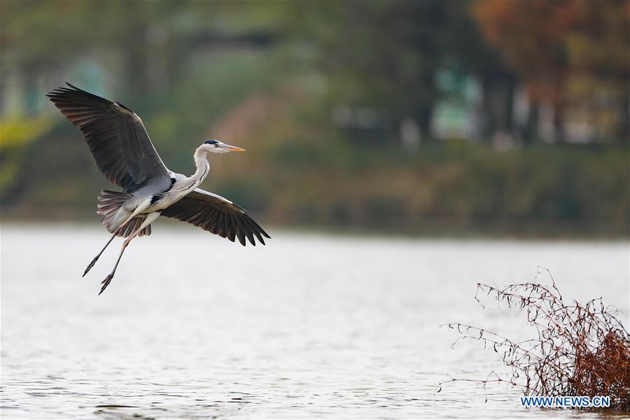 CHINA-GUIZHOU-GUIYANG-EARLY WINTER SCENERY (CN)