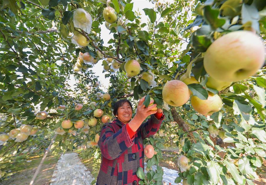 CHINA-HEBEI-HANDAN-APPLE-HARVEST (CN)