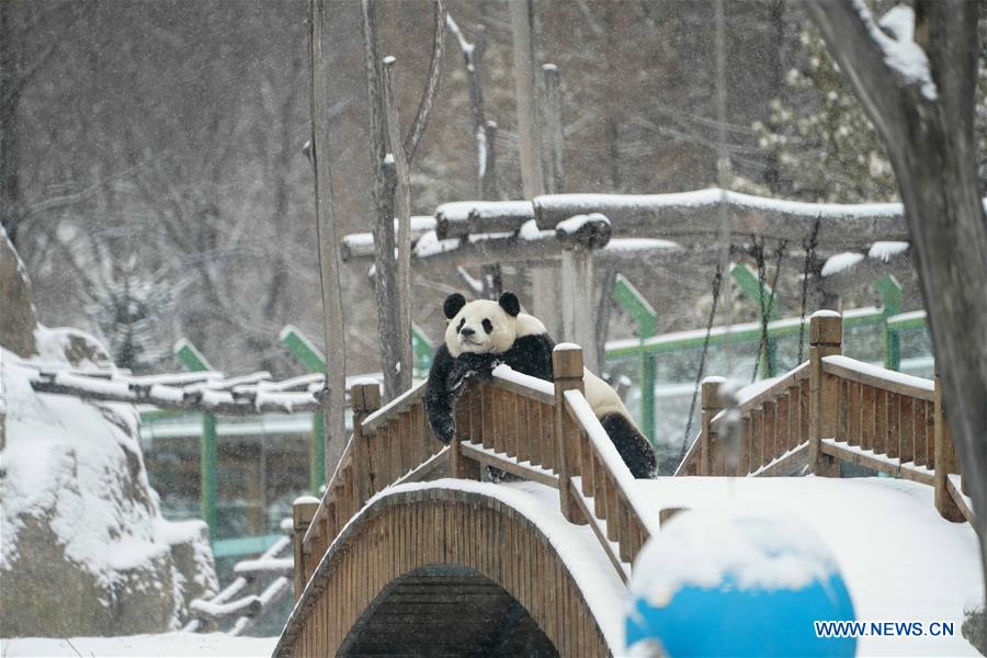 CHINA-HEILONGJIANG-SHANGZHI-SNOW-PANDA (CN)