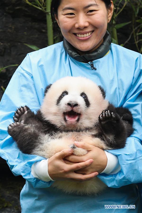 BELGIUM-BRUGELETTE-PAIRI DAIZA-ZOO-PANDA TWINS-OFFICIAL NAME