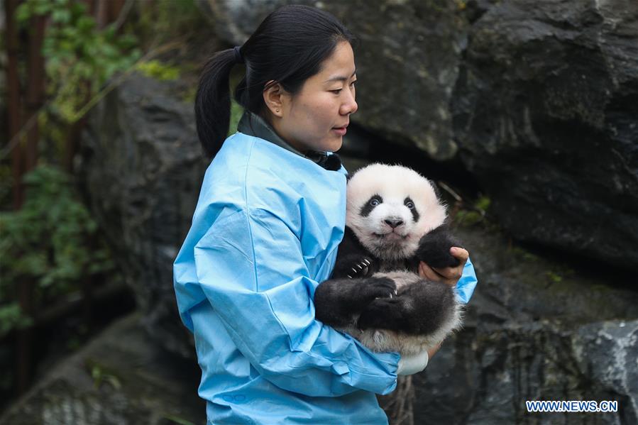 BELGIUM-BRUGELETTE-PAIRI DAIZA-ZOO-PANDA TWINS-OFFICIAL NAME