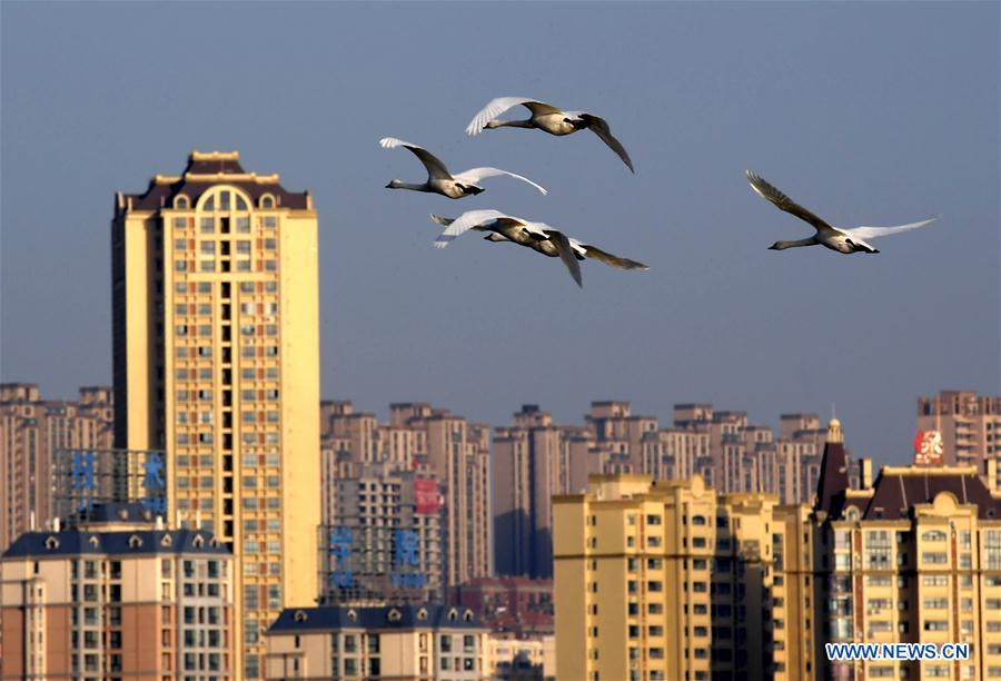 CHINA-HENAN-SANMENXIA-WHITE SWANS (CN)