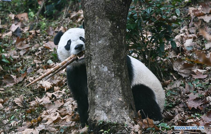 CHINA-SICHUAN-YA'AN-PANDA-RETURN (CN)