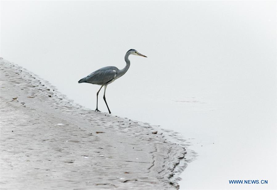 CHINA-JINAN-WETLAND-BIRDS (CN)