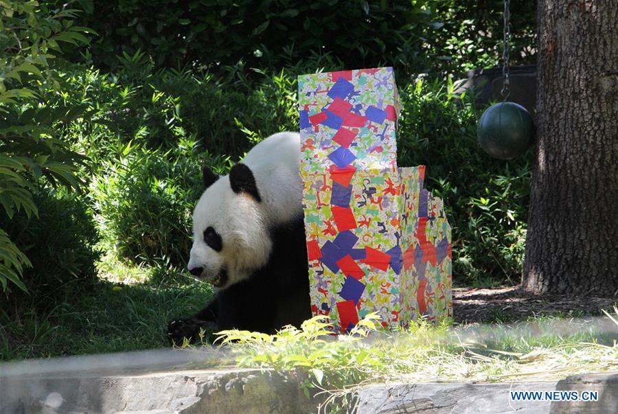 AUSTRALIA-ADELAIDE-CHINESE GIANT PANDA