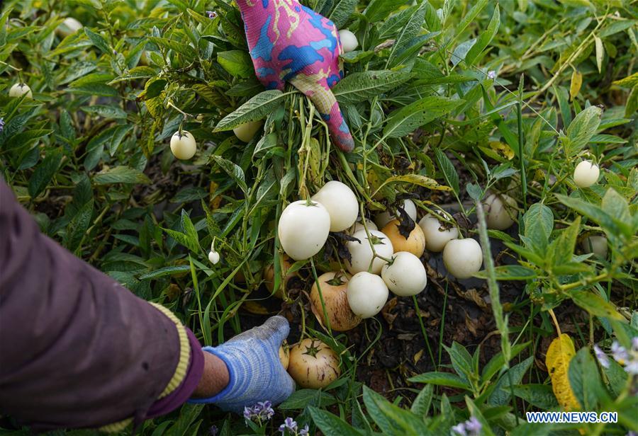 CHINA-YUNNAN-POVERTY ALLEVIATION-PEPINO MELON-INDUSTRY (CN)