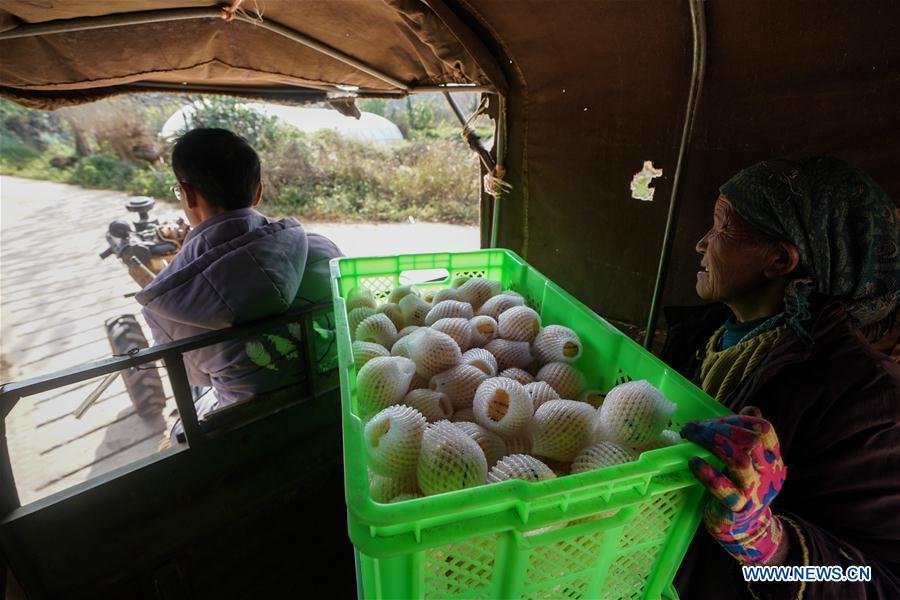 CHINA-YUNNAN-POVERTY ALLEVIATION-PEPINO MELON-INDUSTRY (CN) 