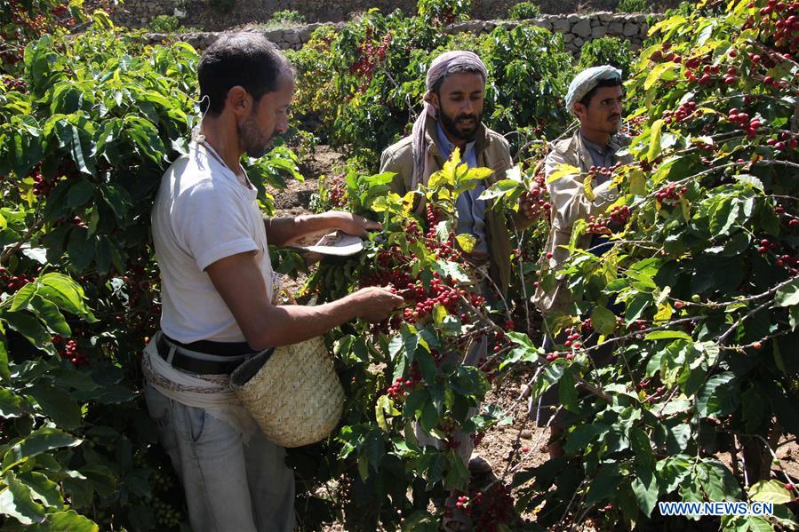 YEMEN-SANAA-COFFEE HARVEST