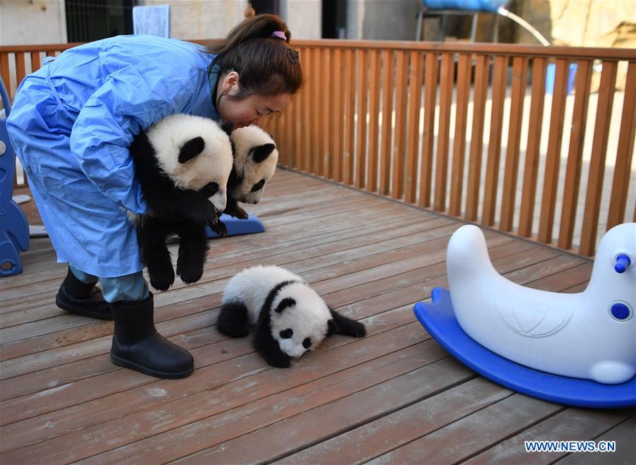 CHINA-SHAANXI-QINLING-GIANT PANDA KINDERGARTEN