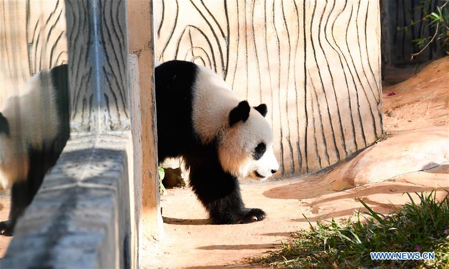 CHINA-HAIKOU-GIANT PANDAS-WINTER ACTIVITY (CN)