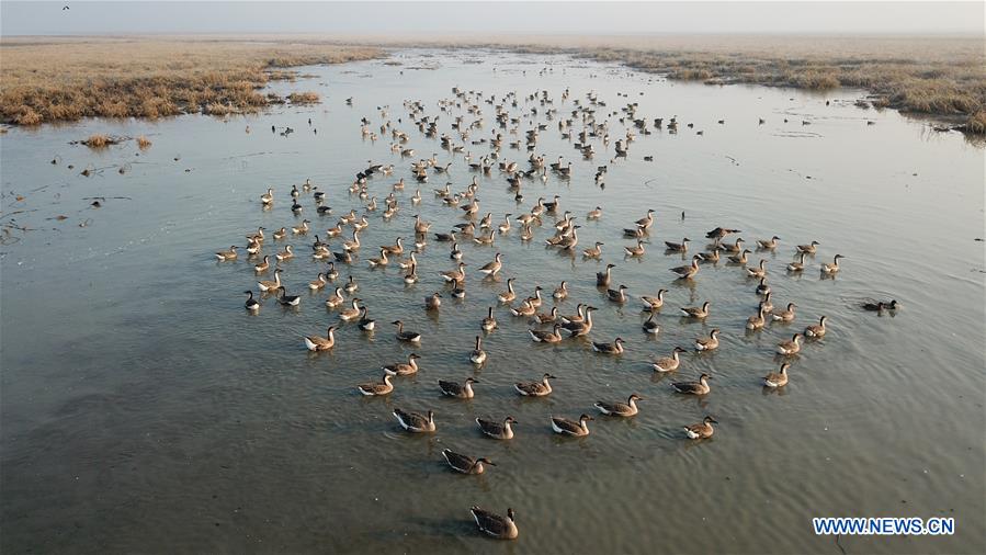 CHINA-ANHUI-SHENGJIN LAKE-MIGRANT BIRDS (CN)