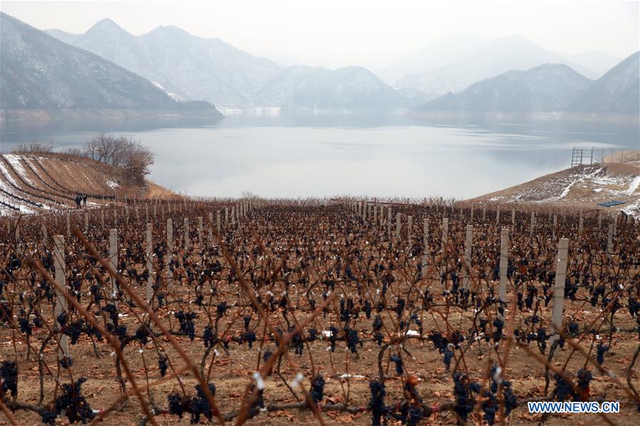 CHINA-JILIN-ICE WINE FESTIVAL (CN)