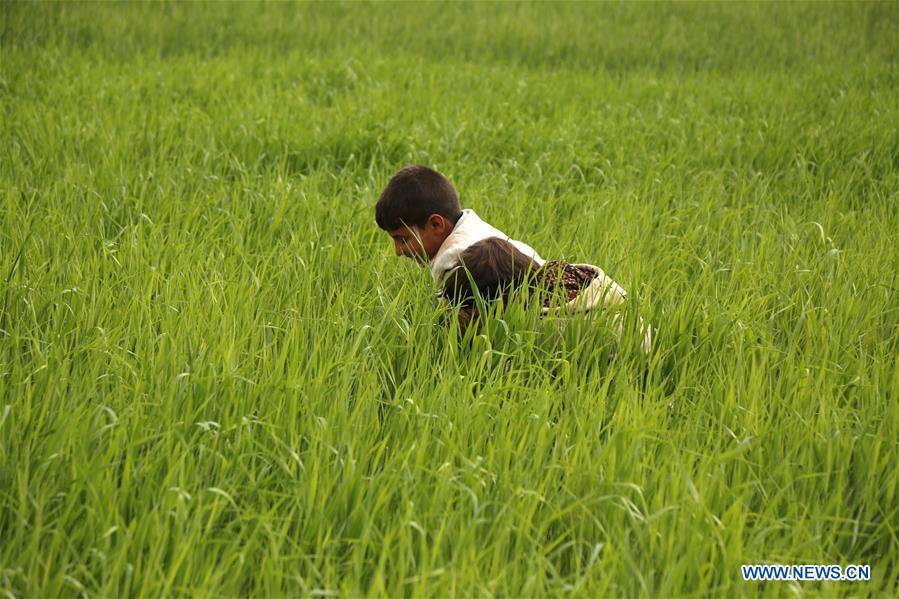 YEMEN-SANAA-FARMING