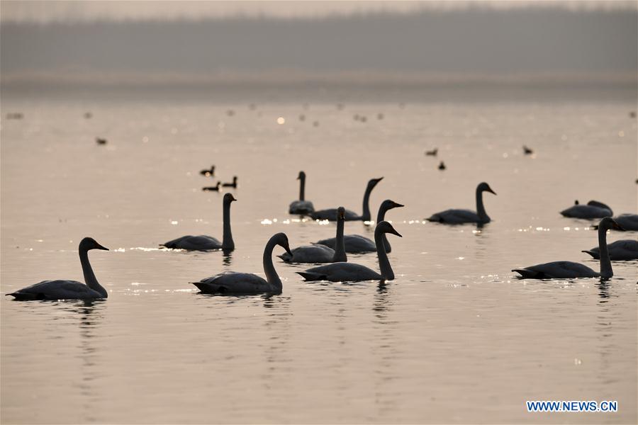 CHINA-SHANXI-WILD SWAN-WINTER HABITAT (CN)