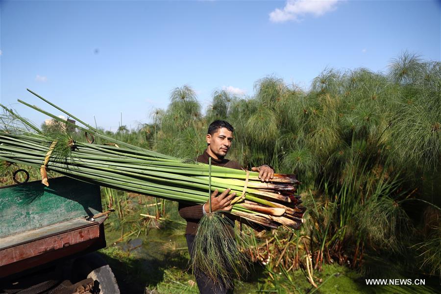 EGYPT-SHARQIYA-PAPYRUS MAKING