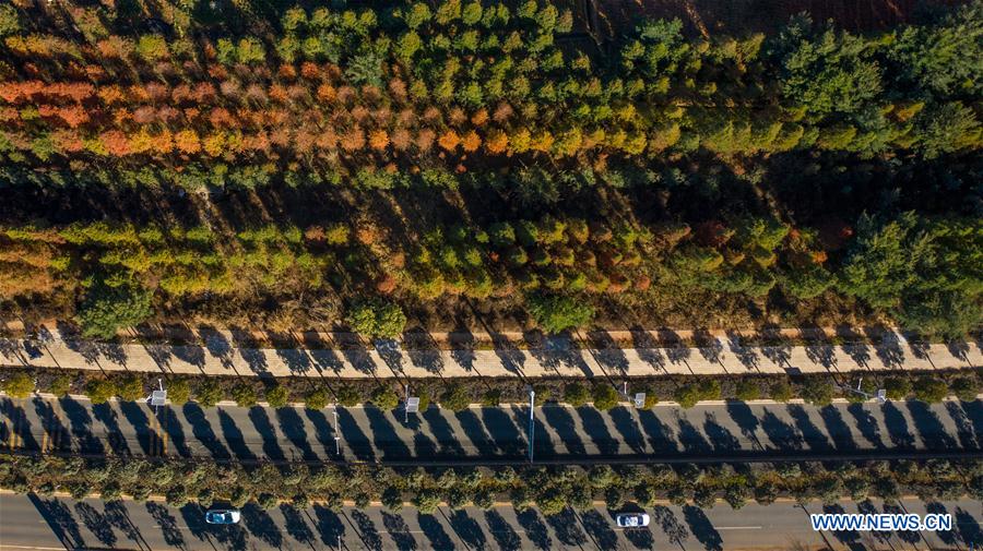 CHINA-YUNNAN-KUNMING-LAOYUHE WETLAND PARK-WINTER VIEW(CN)