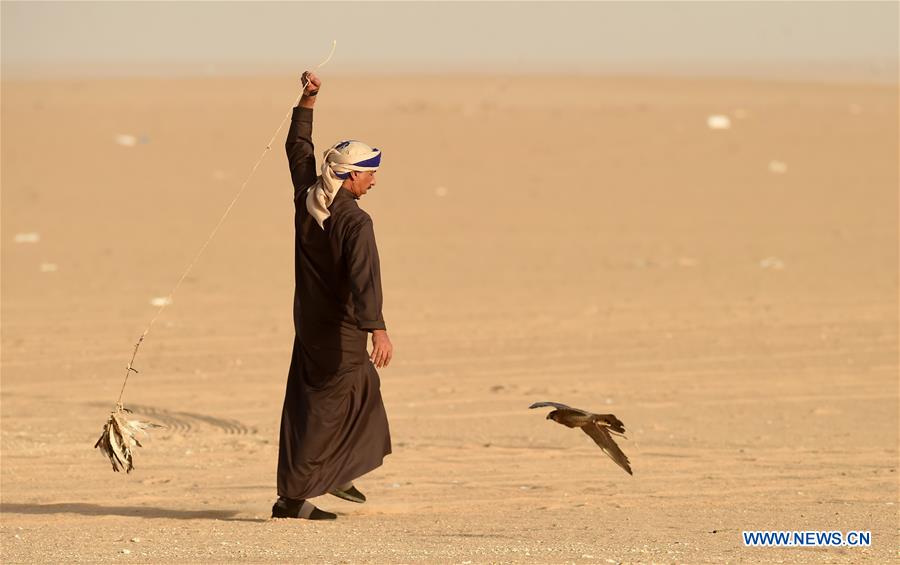 KUWAIT-JAHRA GOVERNORATE-FALCON TRAINING SHOW