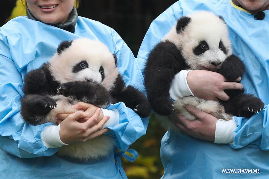 BELGIUM-BRUGELETTE-GIANT PANDA GLOBAL AWARDS