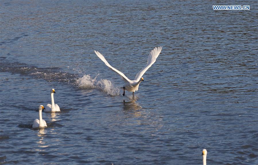 CHINA-SHANDONG-RONGCHENG-WHOOPER SWANS (CN)