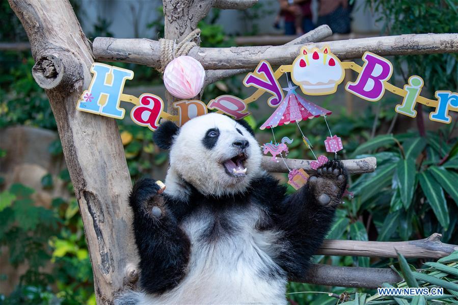 MALAYSIA-KUALA LUMPUR-GIANT PANDA-BIRTHDAY