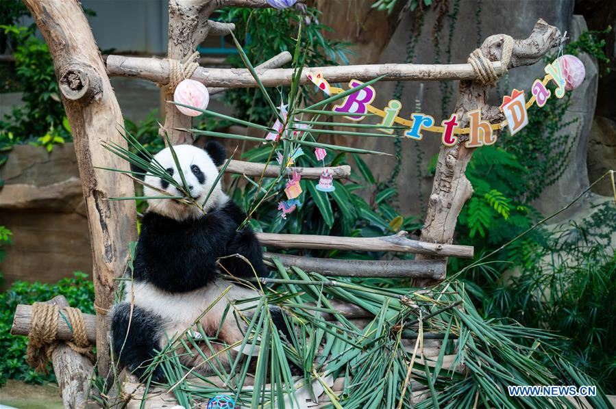 MALAYSIA-KUALA LUMPUR-GIANT PANDA-BIRTHDAY