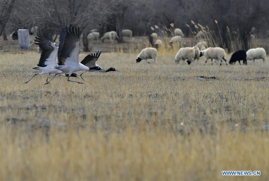 CHINA-TIBET-XIGAZE-BIRDS (CN)