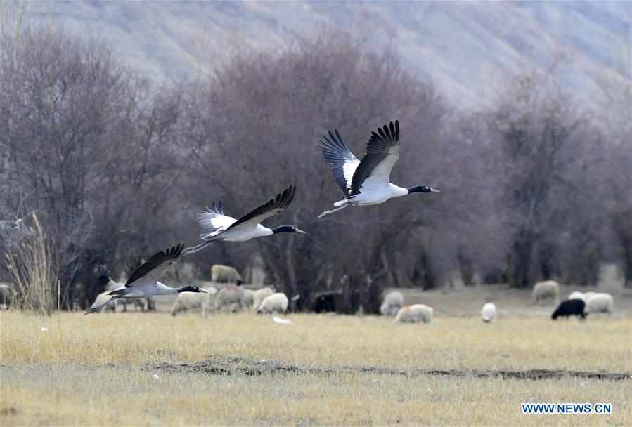 CHINA-TIBET-XIGAZE-BIRDS (CN)