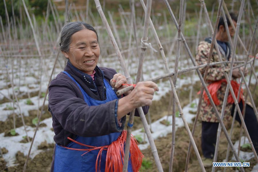 CHINA-GUIZHOU-GUANLING-SPRING PLOUGHING (CN)