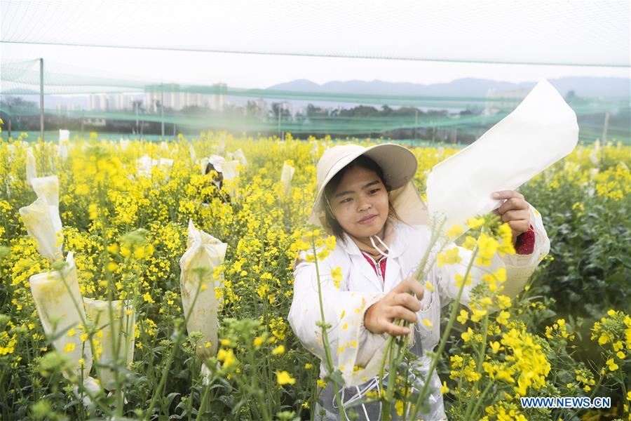 CHINA-CHONGQING-RAPESEED PLANTING (CN)