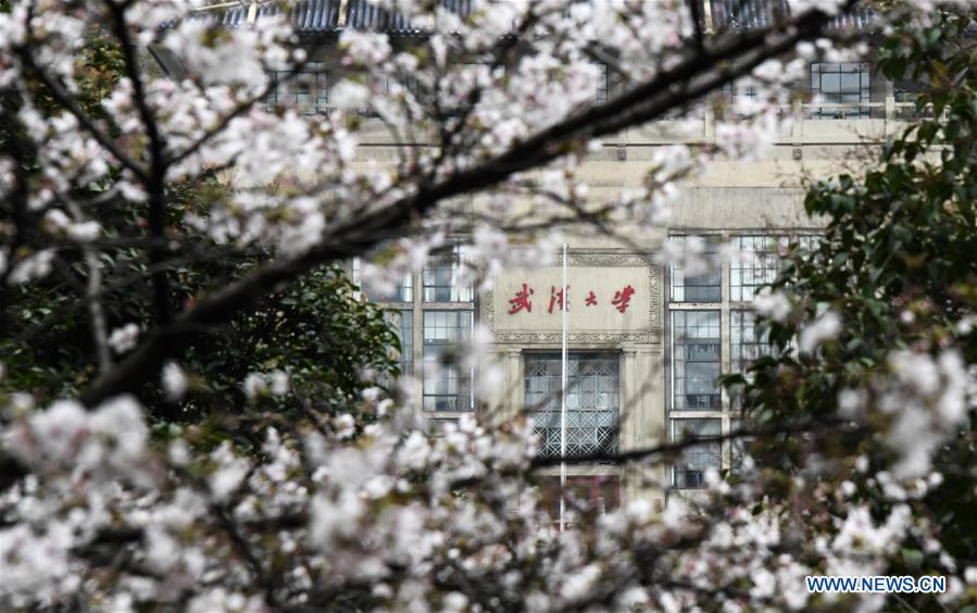 CHINA-HUBEI-WUHAN UNIVERSITY-CHERRY BLOSSOMS (CN)