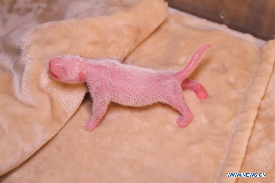 CHINA-SICHUAN-CHENGDU-GIANT PANDA TWINS-BIRTH (CN)