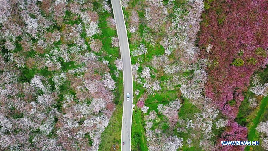 CHINA-GUIZHOU-QINGZHEN-SPRING SCENERY (CN)