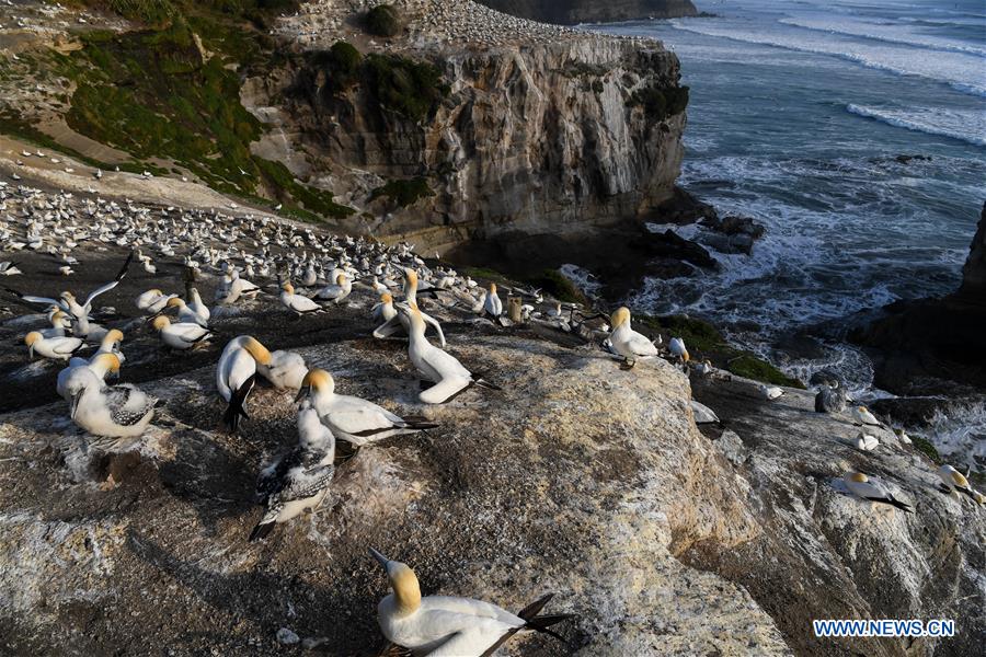 NEW ZEALAND-WELLINGTON-GANNETS