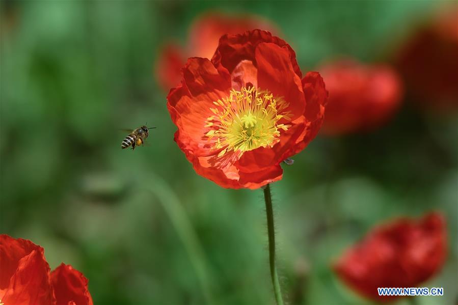 CHINA-ZHEJIANG-HANGZHOU-WETLAND PARK-FLOWER (CN)