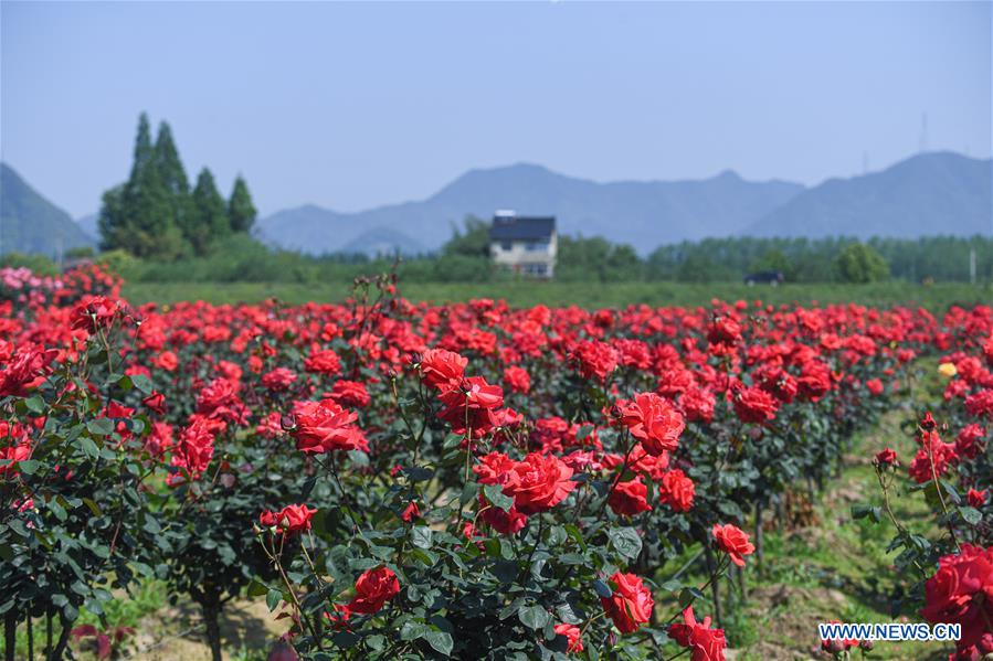 CHINA-ZHEJIANG-HANGZHOU-ROSE GARDEN (CN)